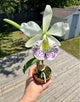 Brassocattleya Hawaii Star ‘Hsinying’