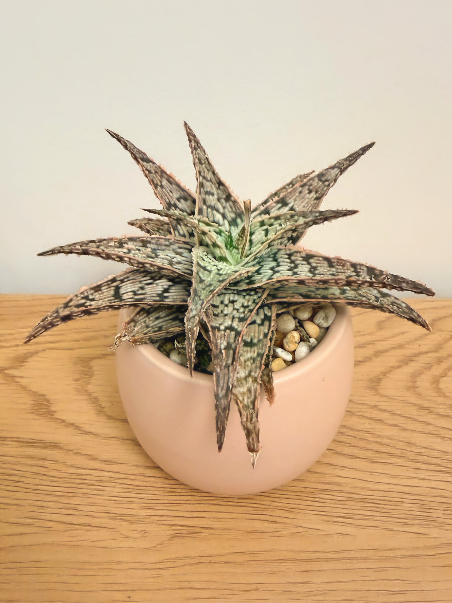 Aloe ‘Doran Black’