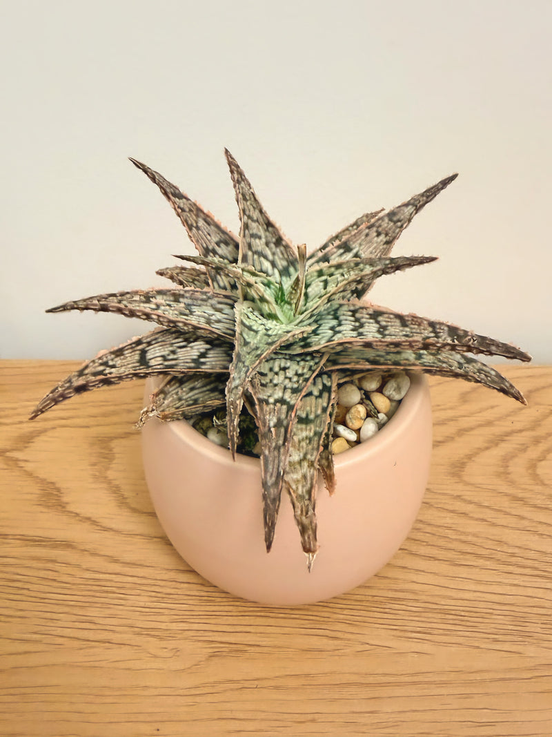 Aloe ‘Doran Black’