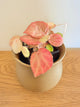 Begonia Pink Promise