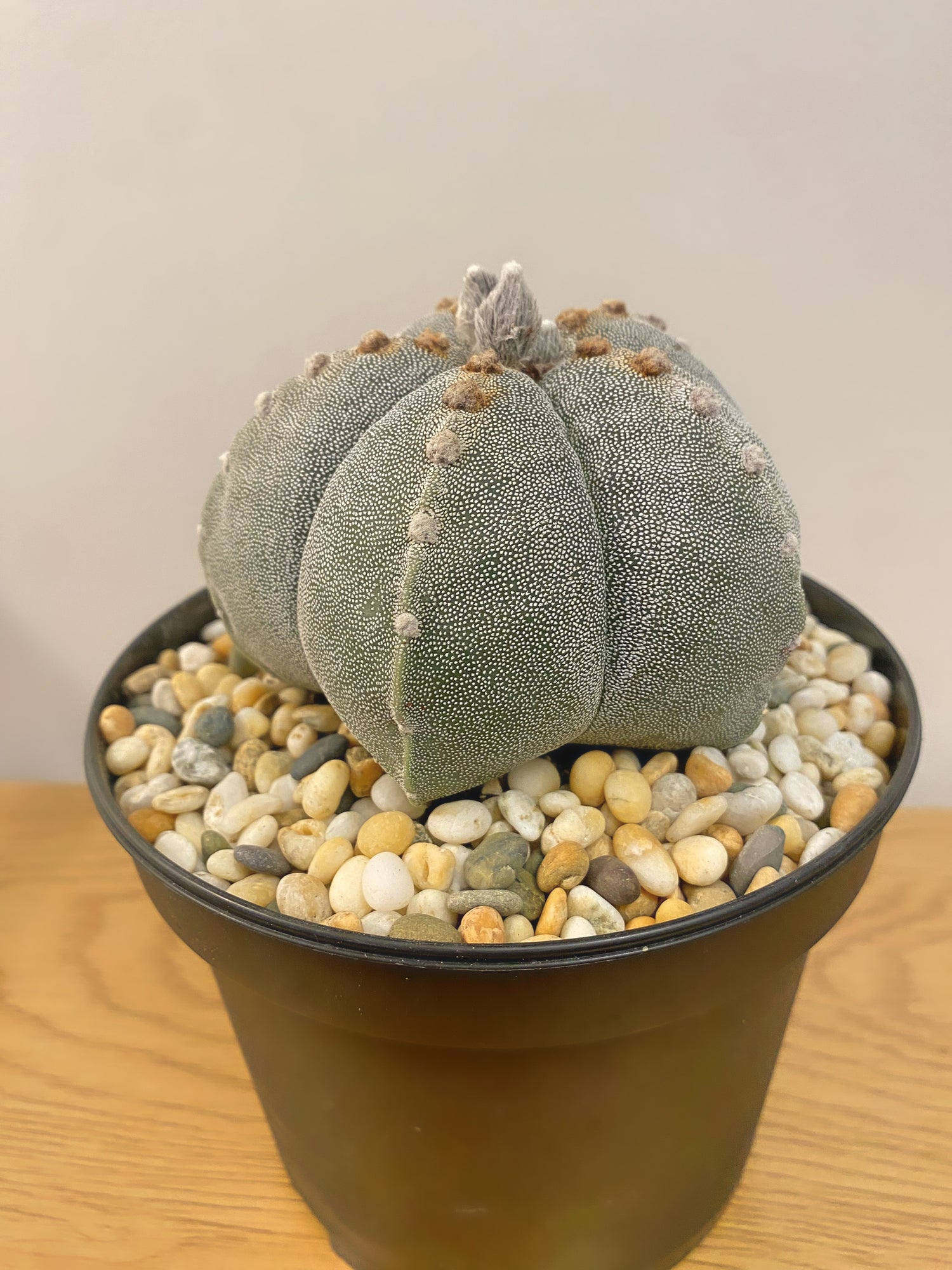 Astrophytum Myriostigma