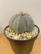 Astrophytum Myriostigma