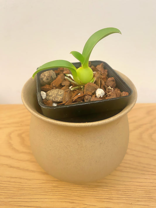Oncidium (Gomesa) Jiaho Queen ‘Jia Ho’ GM/TOGA