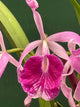 Brassocattleya Morning Glory