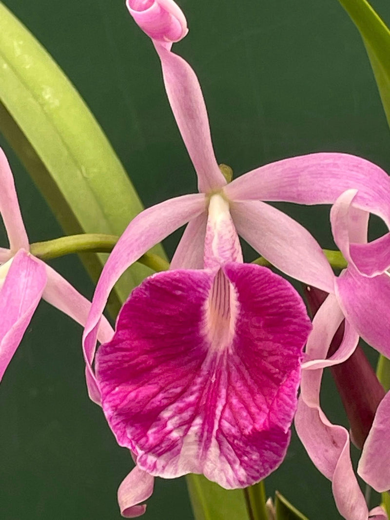 Brassocattleya Morning Glory