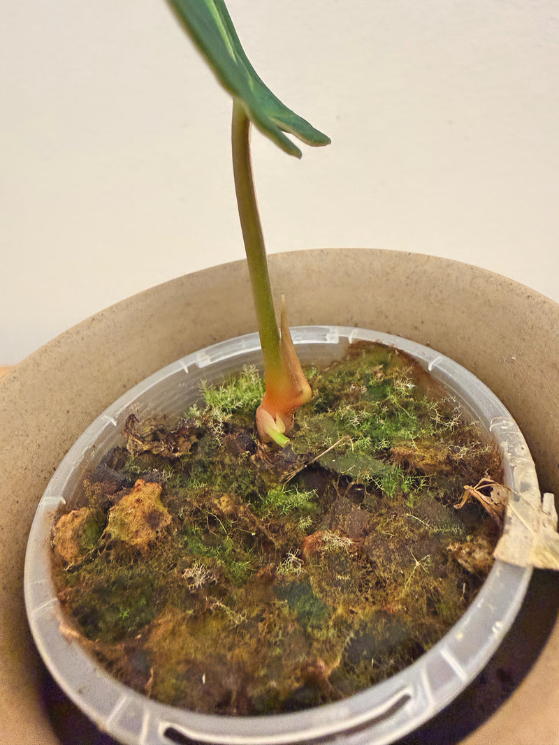 Anthurium Regale (B)