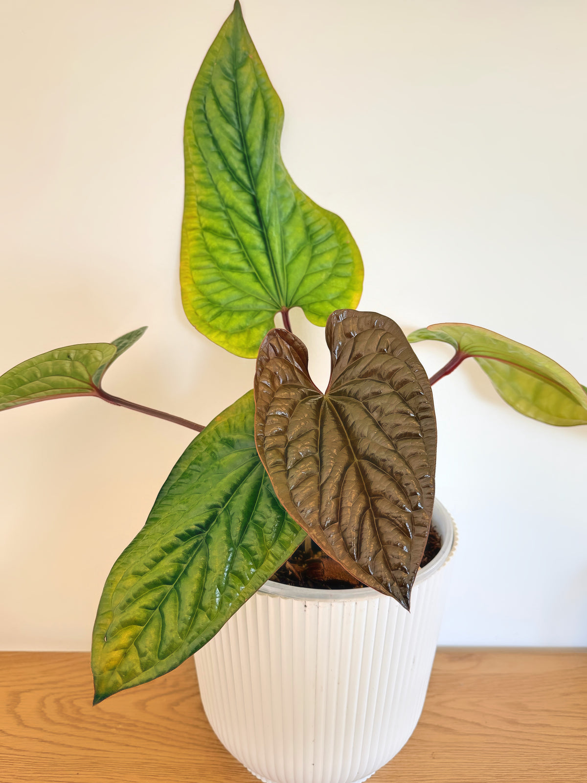 Anthurium Radicans x Luxurians