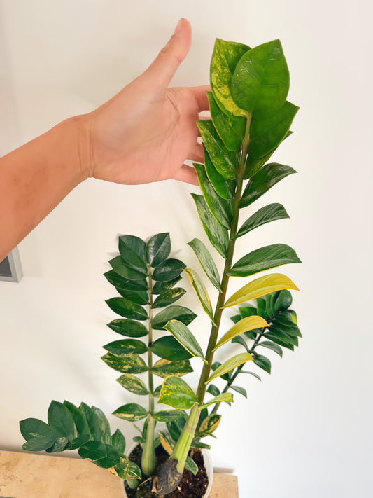 Variegated ZZ Plant (C)