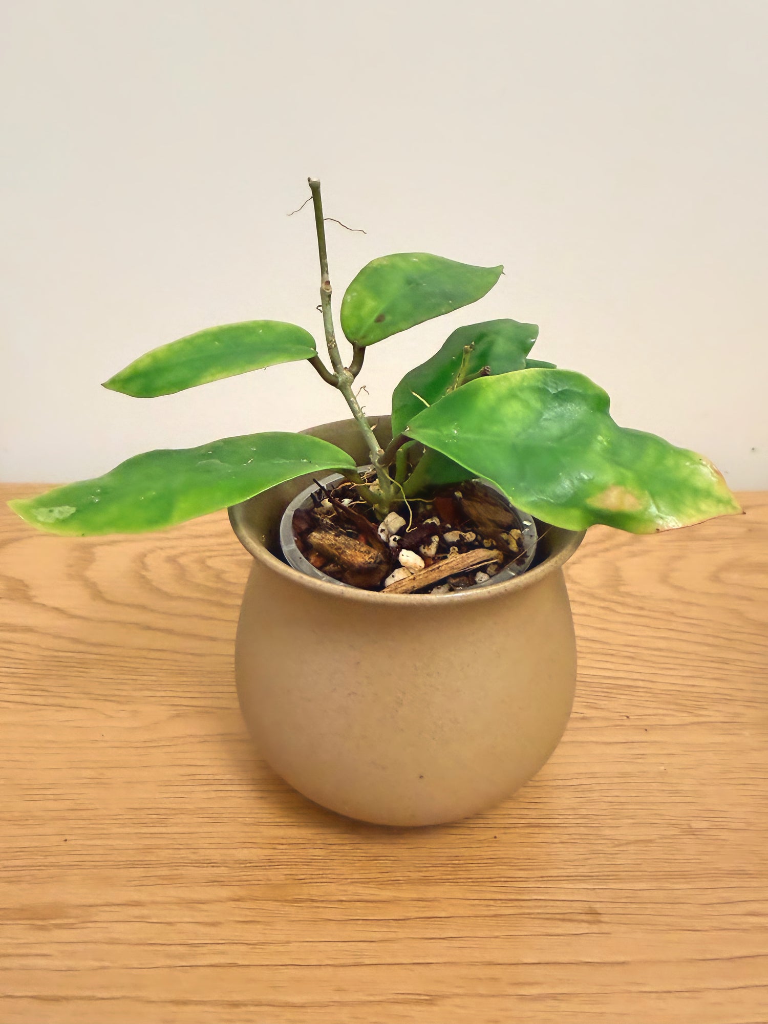 Hoya Patricia