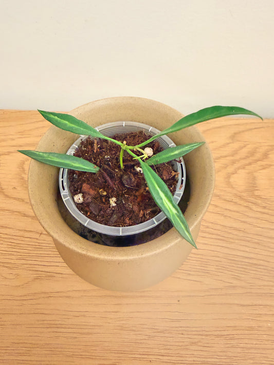 Hoya Tsangii Inner Variegated