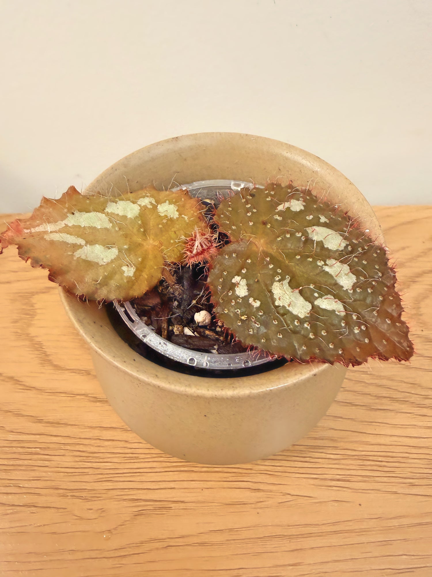 Begonia Longiciliata ‘Silver Queen’