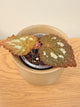 Begonia Longiciliata ‘Silver Queen’