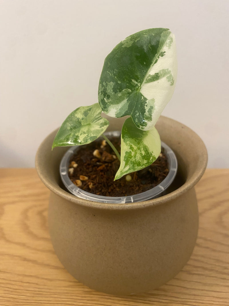 Alocasia Frydek Variegated