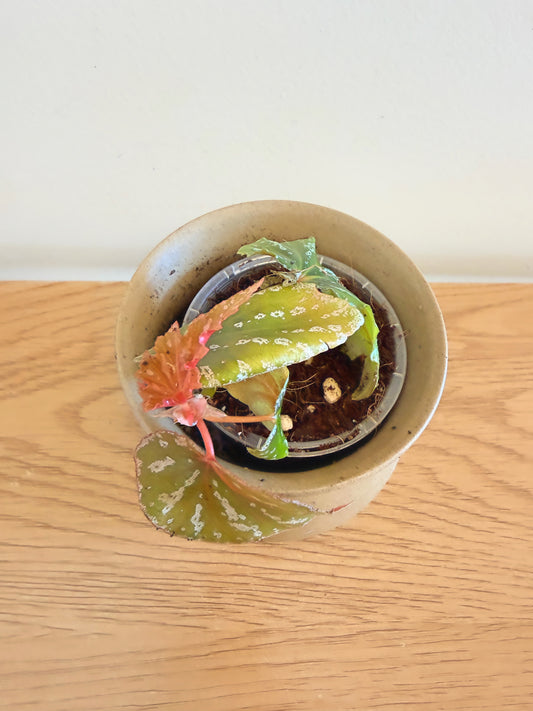 Begonia Sophie Cecile
