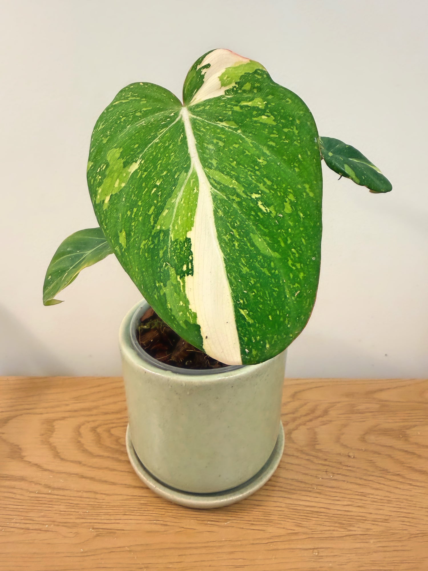 Philodendron Gloriosum Variegated (A)