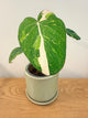 Philodendron Gloriosum Variegated (A)