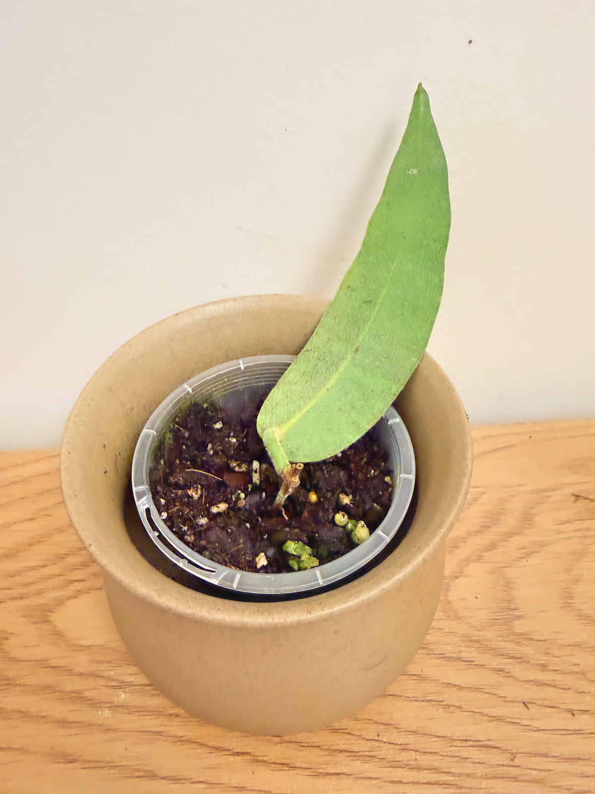Hoya Hypolasia