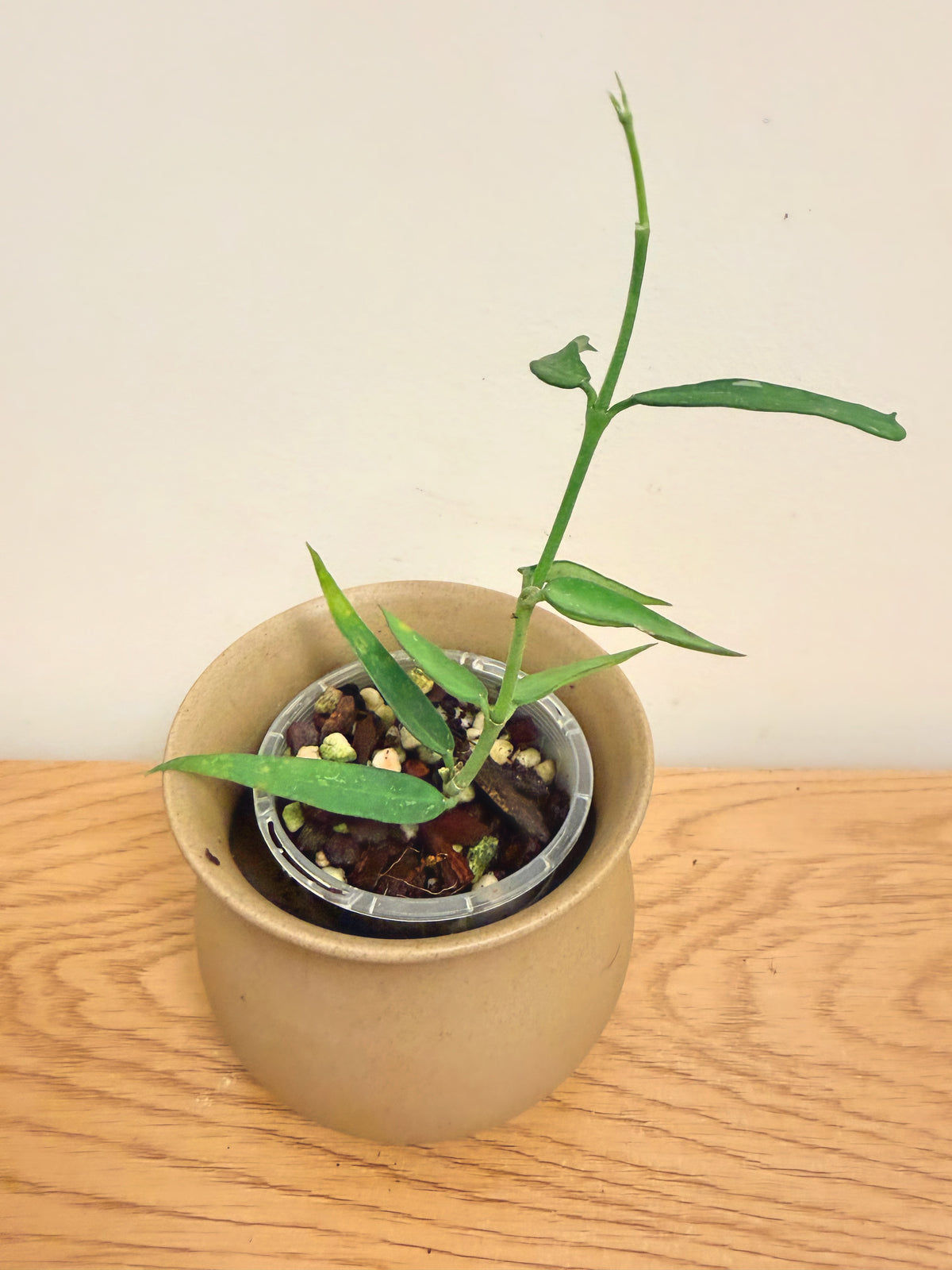 Hoya Burmanica