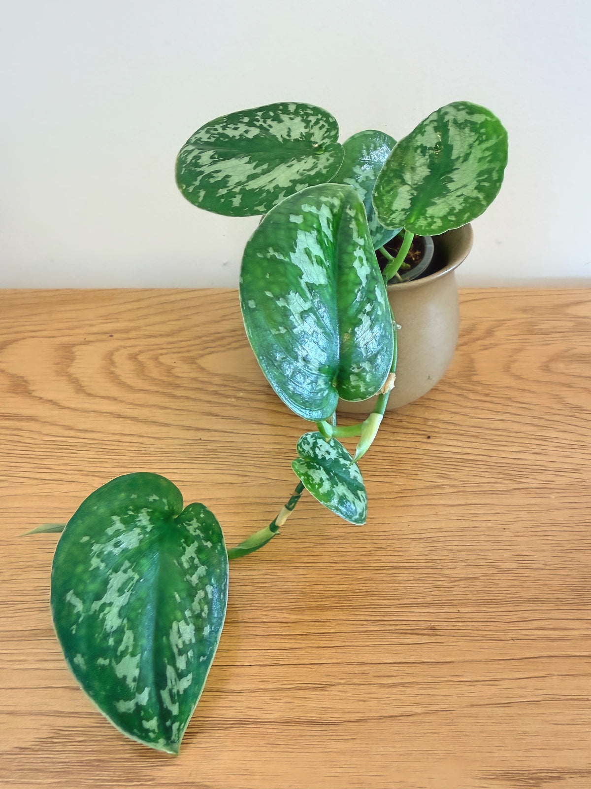 Scindapsus Silver Splash