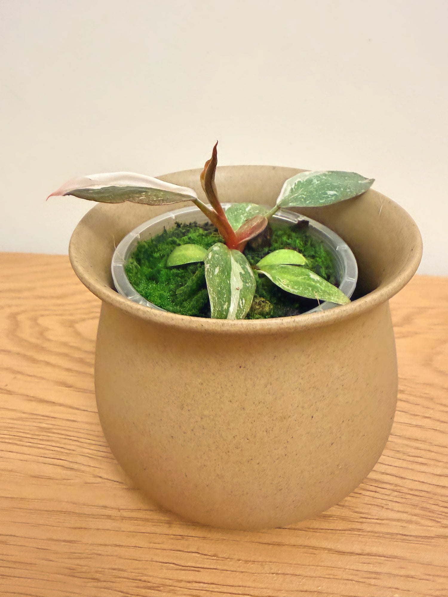 Philodendron Red Anderson Variegated