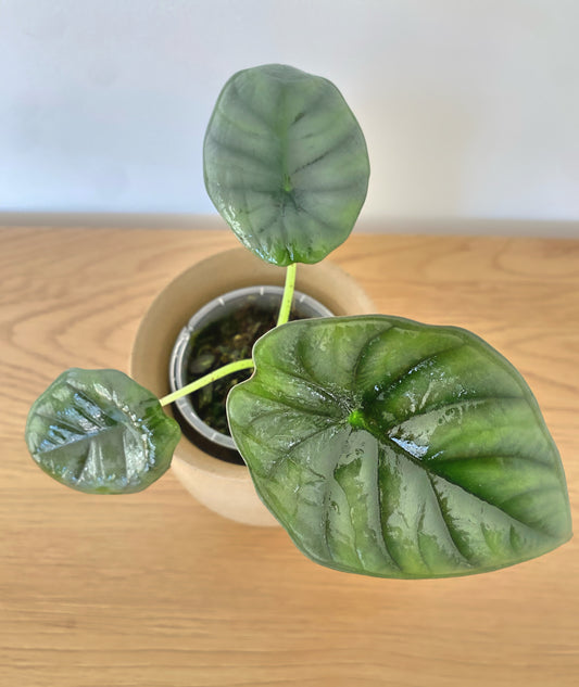 Alocasia Nebula Imperalis