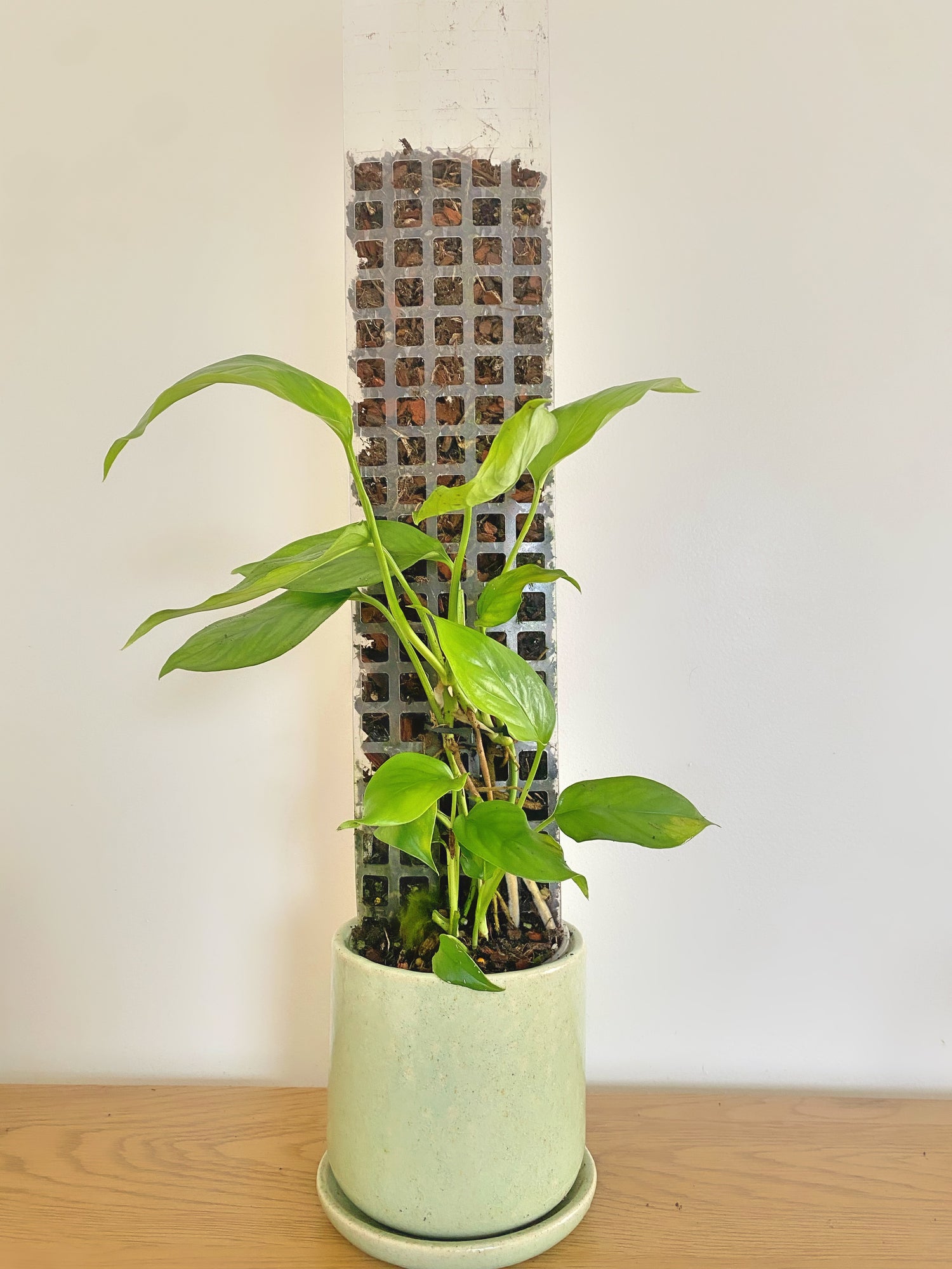 Monstera Acacoyaguensis on trellis