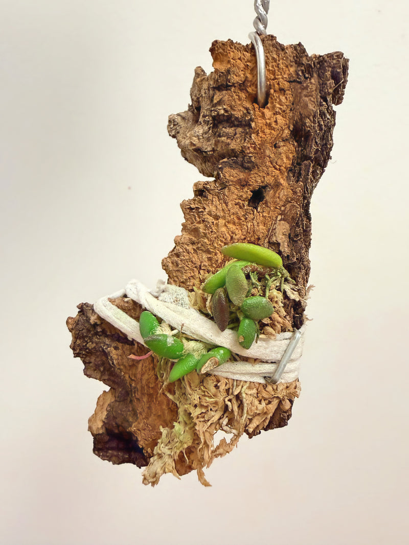Dendrobium Lichenastrum