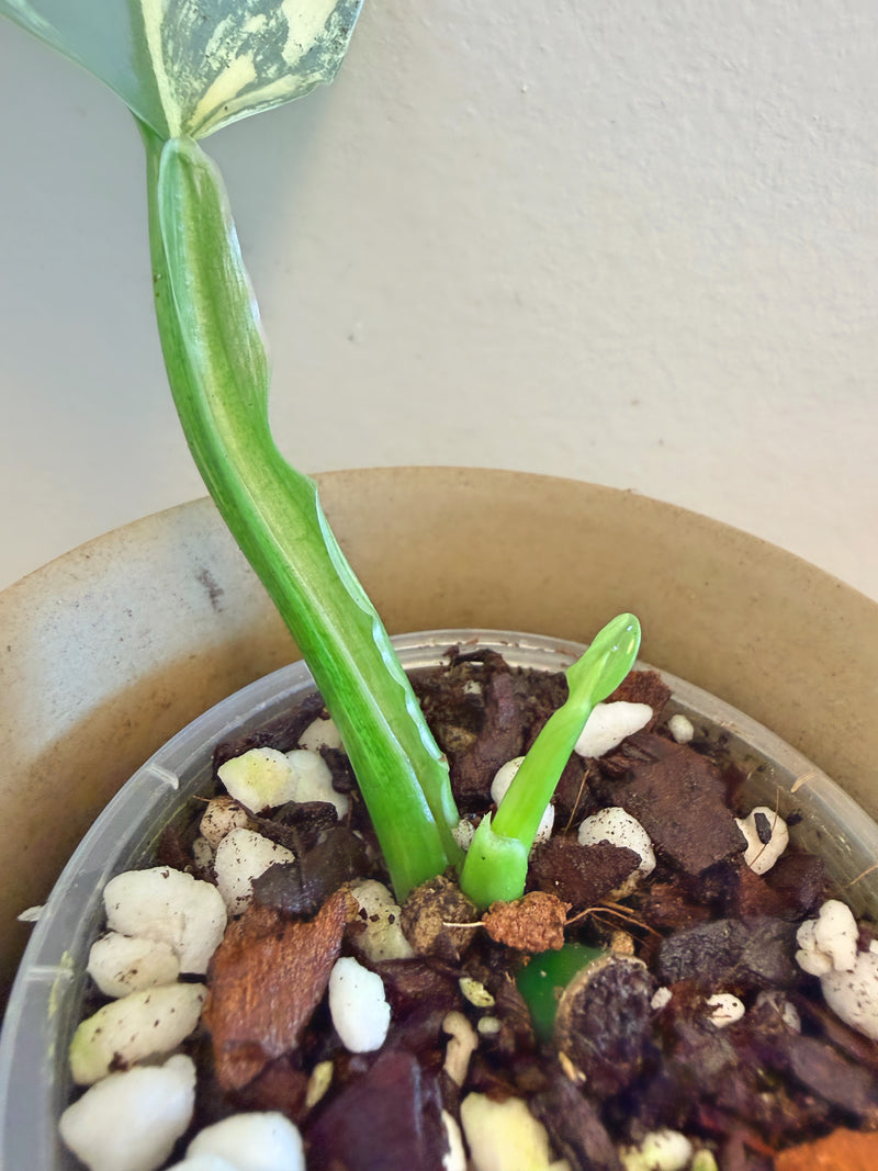 Philodendron Silver Sword Variegated (A)