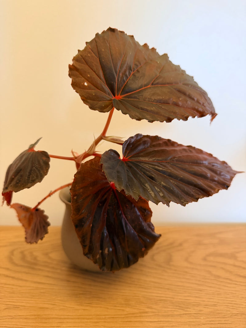 Begonia sp. Kalamantan (B)