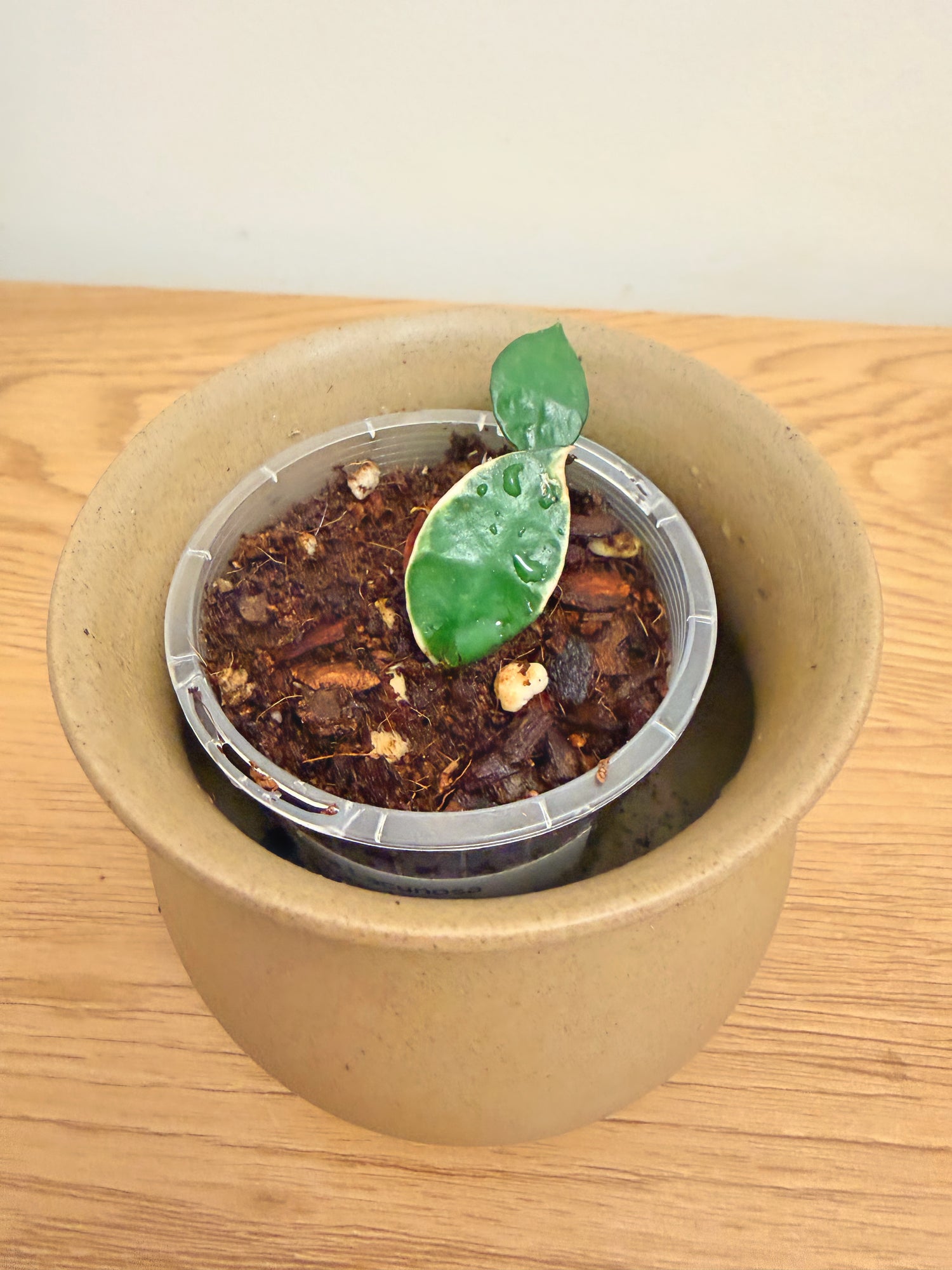 Hoya Lacunosa Asami