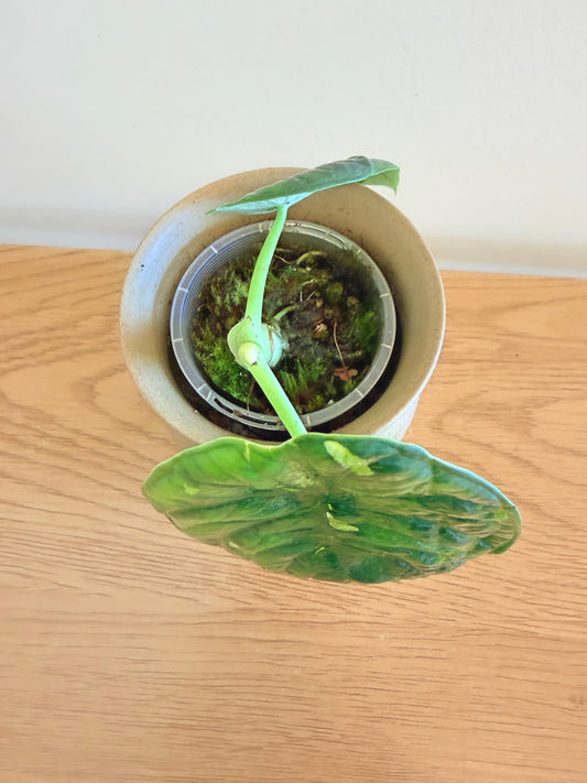Alocasia Chaii Variegated