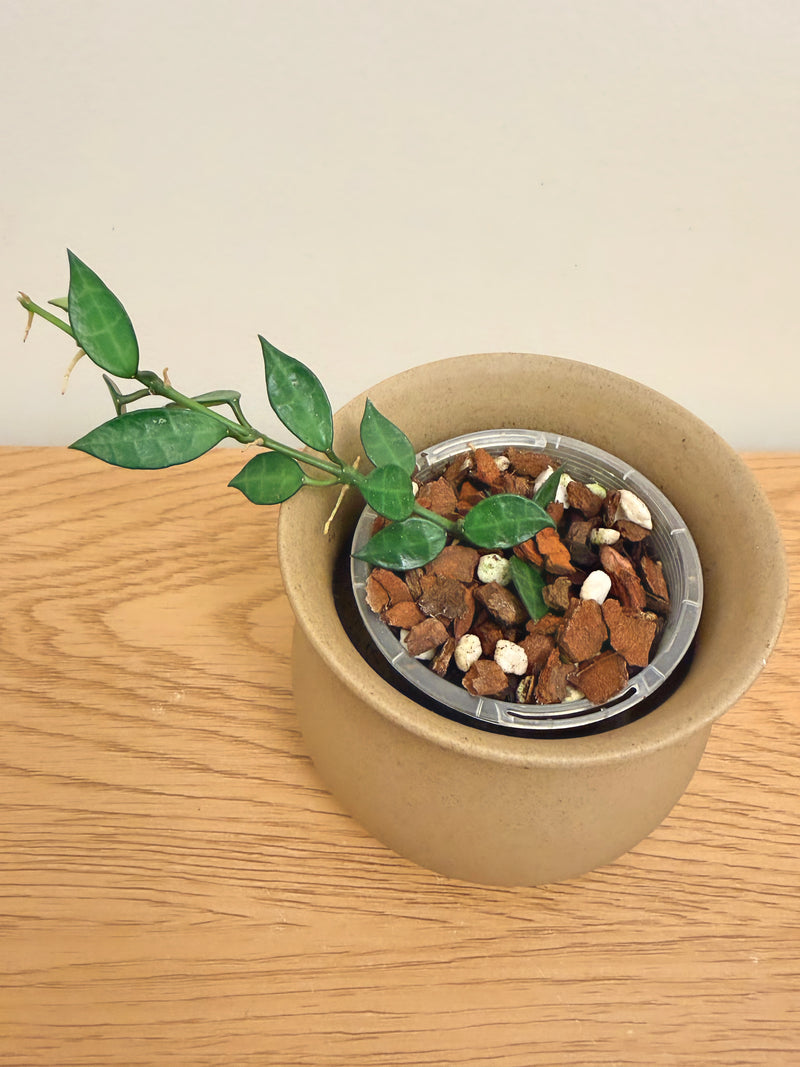 Hoya Lacunosa