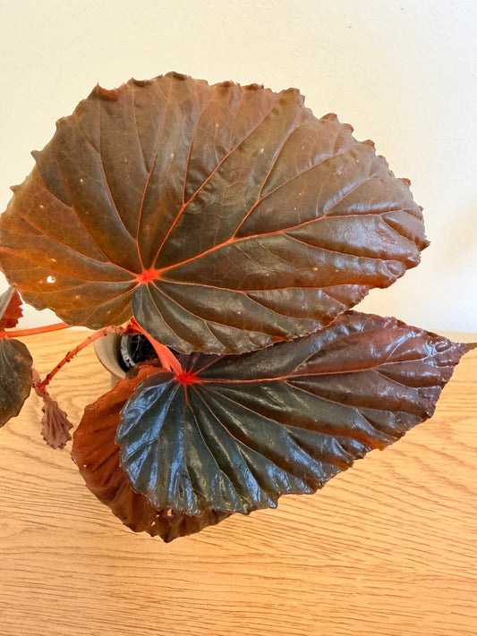 Begonia sp. Kalamantan (B)