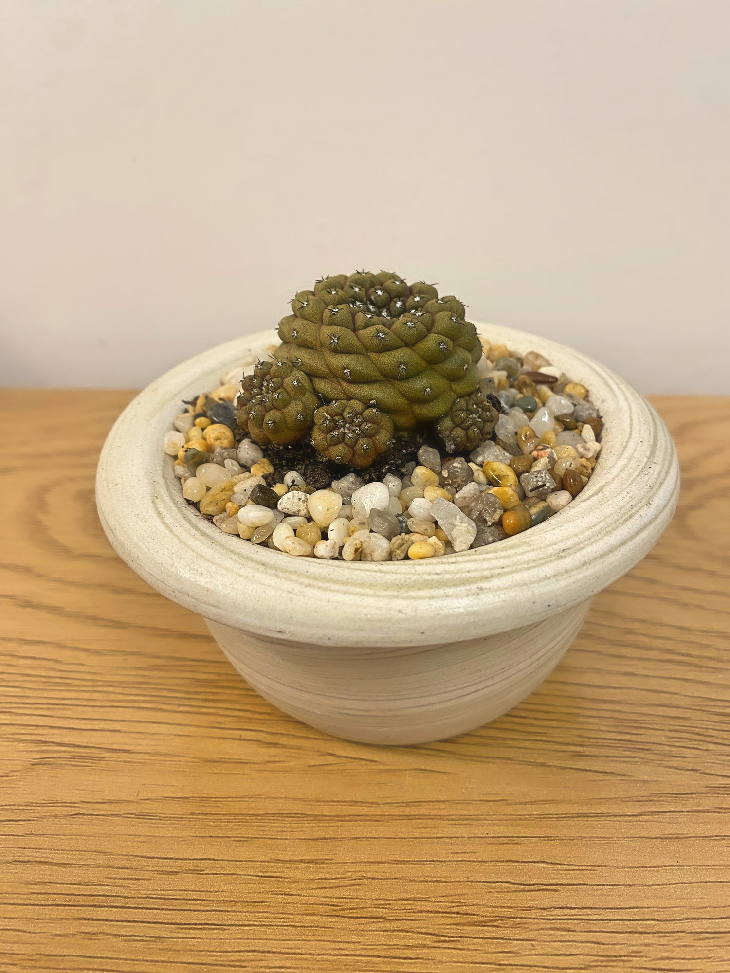 Copiapoa Hypogaea