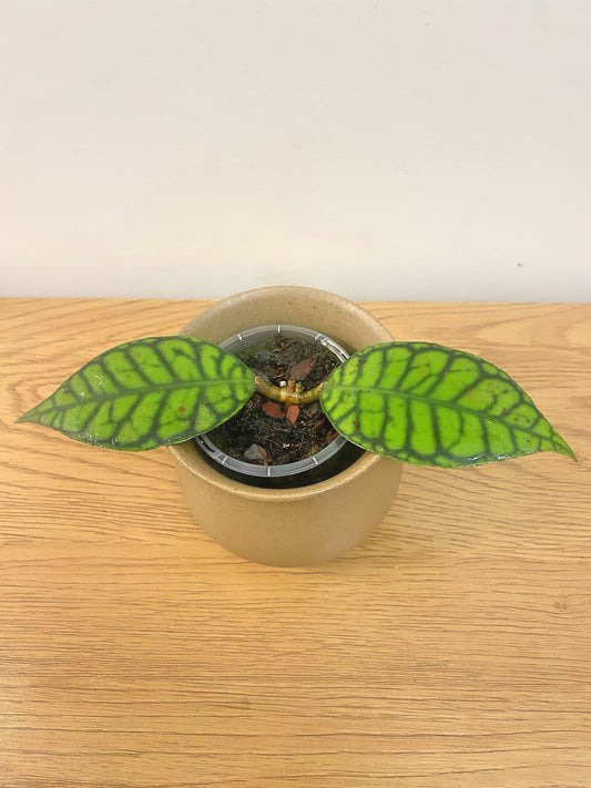 Hoya Callistophylla