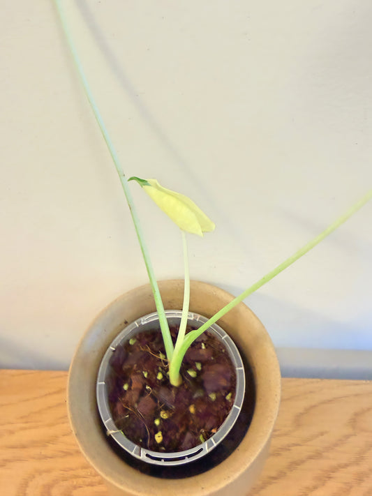 Colocasia Siam Ruby