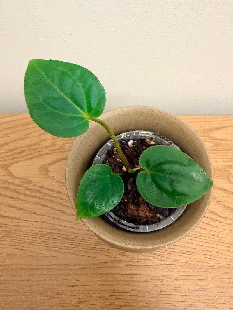 Anthurium Red Crystallinum x Dressleri