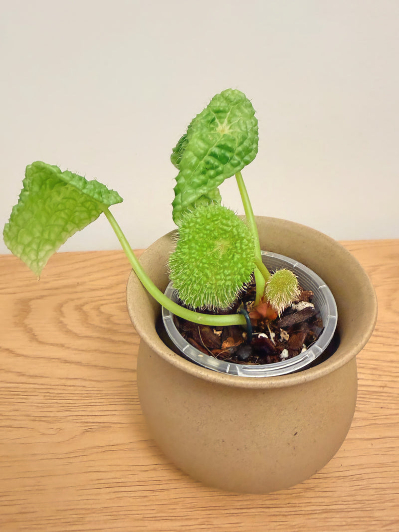 Begonia Staudtii