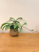 Hoya Grey Ghost (B)