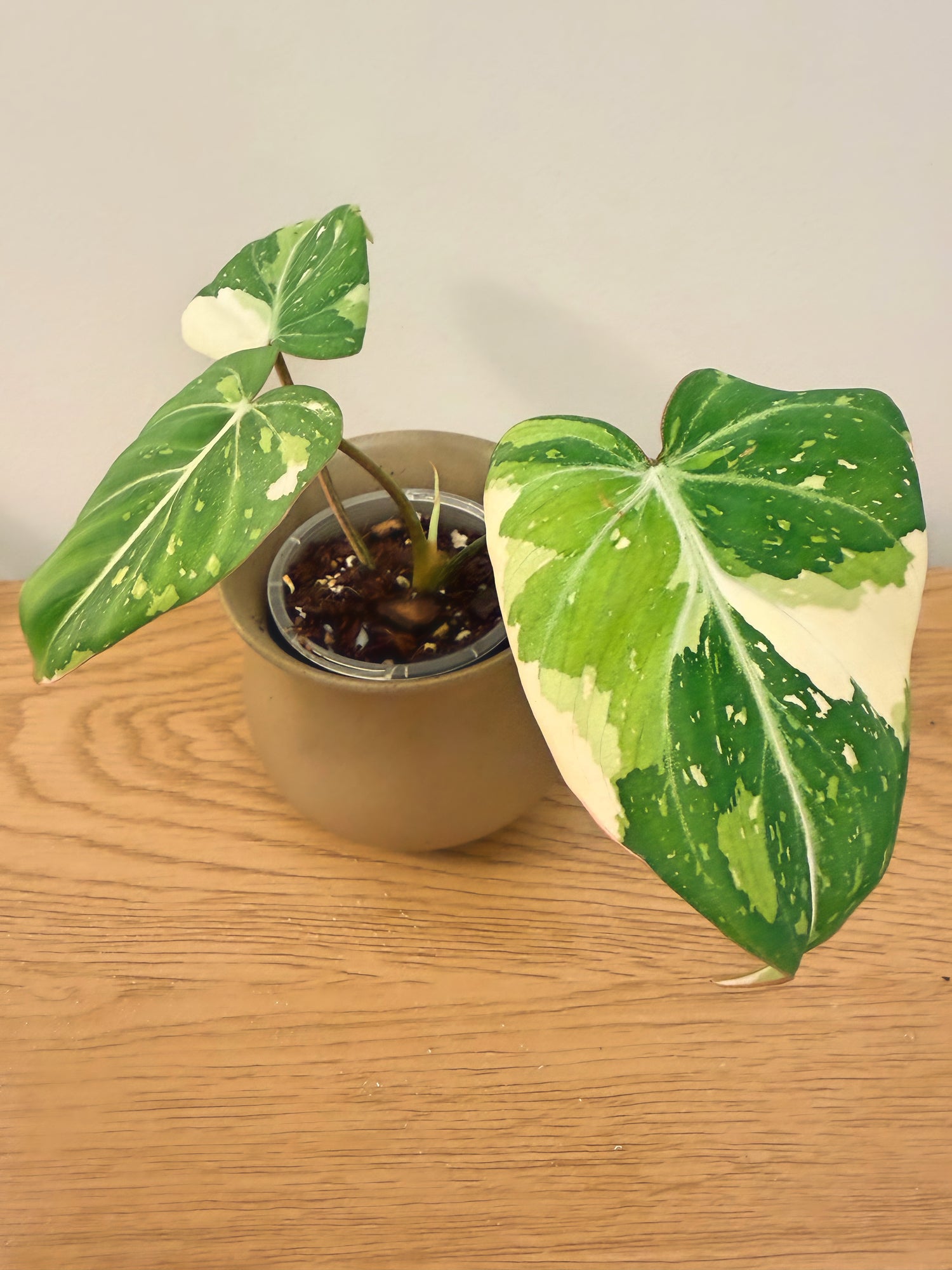 Philodendron Gloriosum Variegated (D)