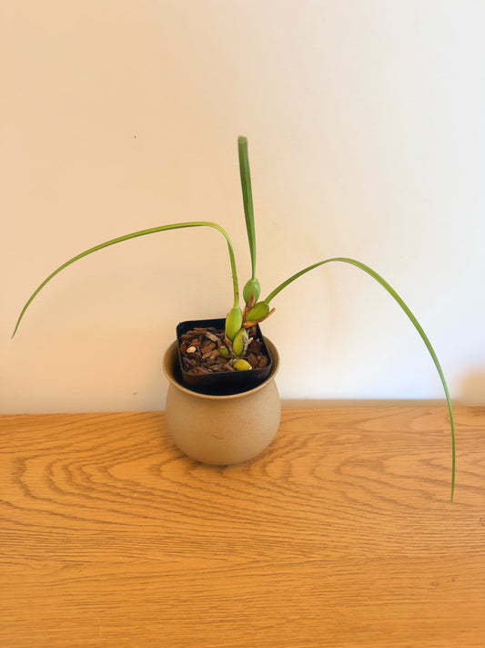 Maxillaria Tenuifolia