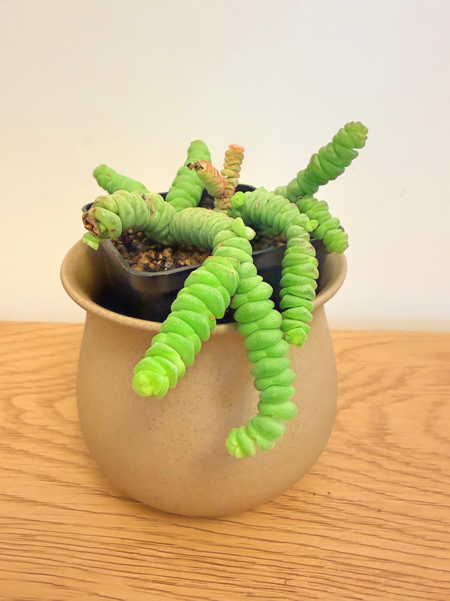 Crassula Rupestris Marnieriana