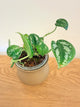Scindapsus Tricolor