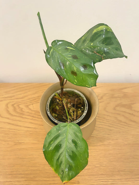 Miranta Variegated