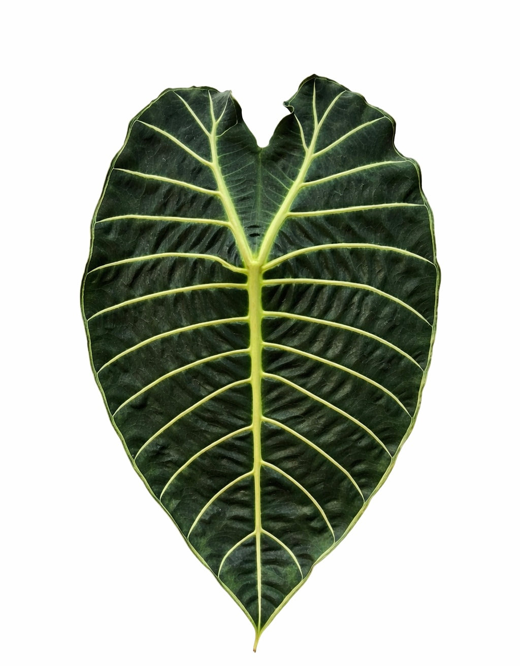 Alocasia Watsoniana