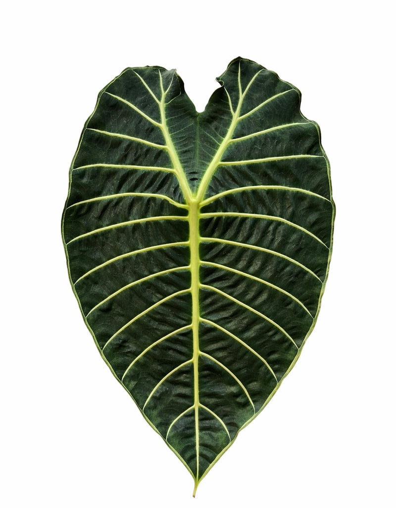 Alocasia Watsoniana