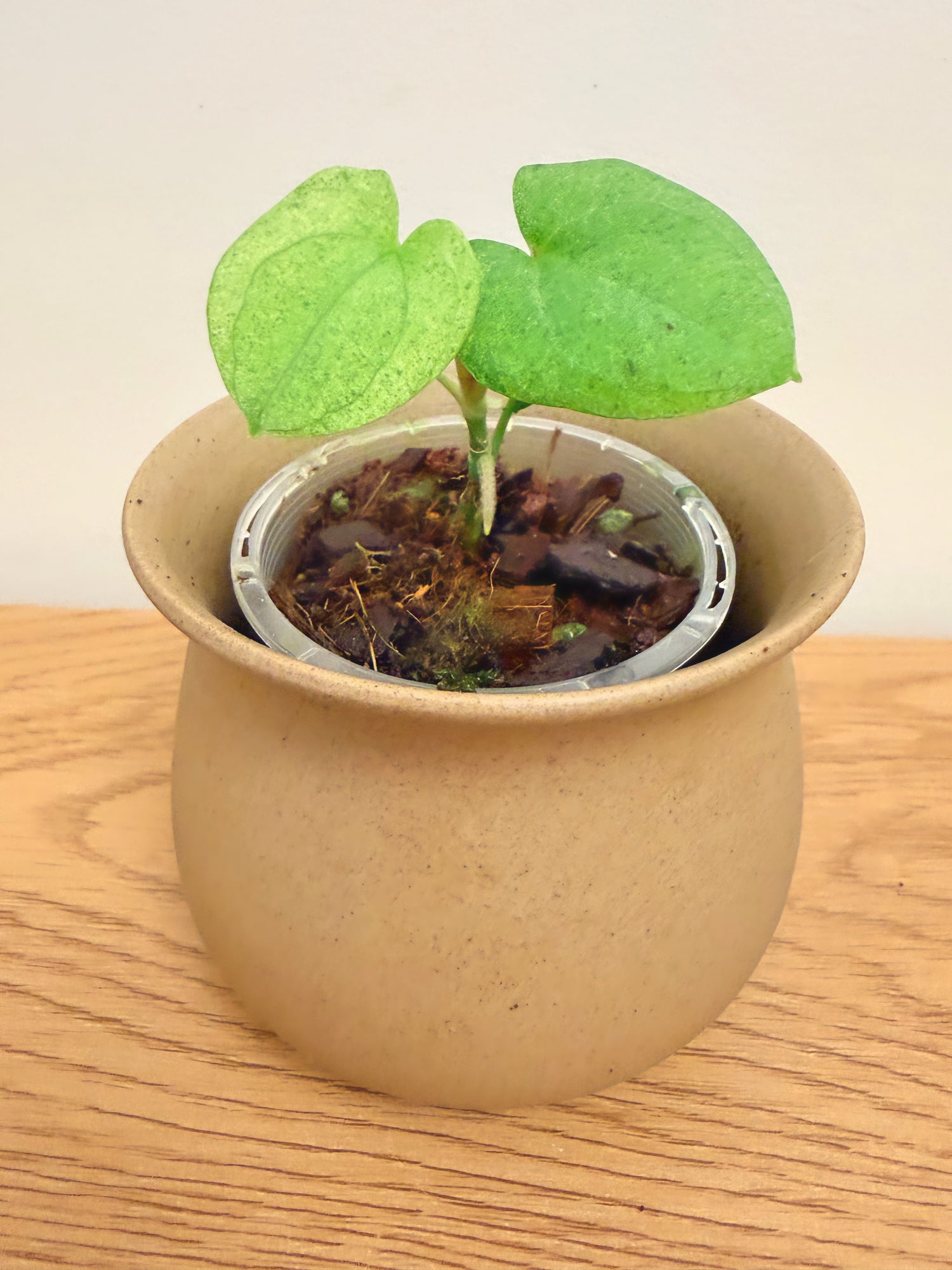 Anthurium Dark Phoenix Mint