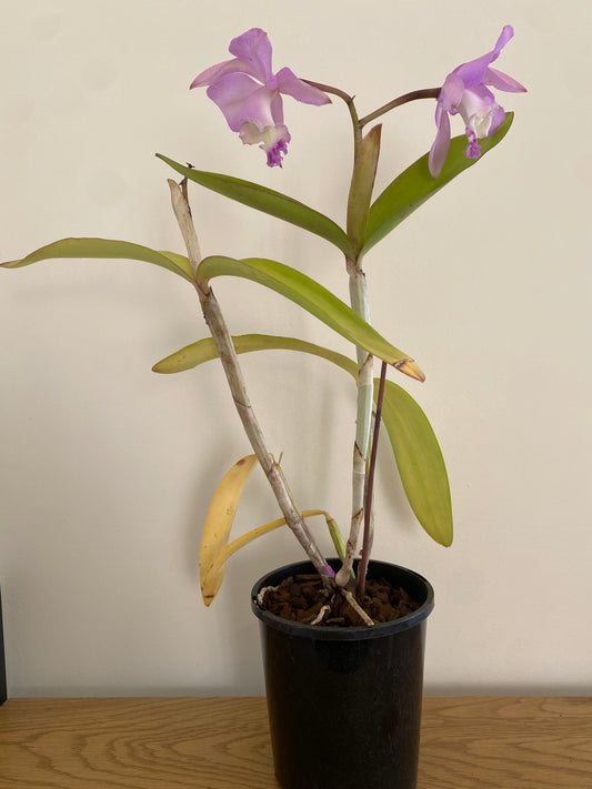 Cattleya Valentine (C.Loddigesii x C.Warneri)