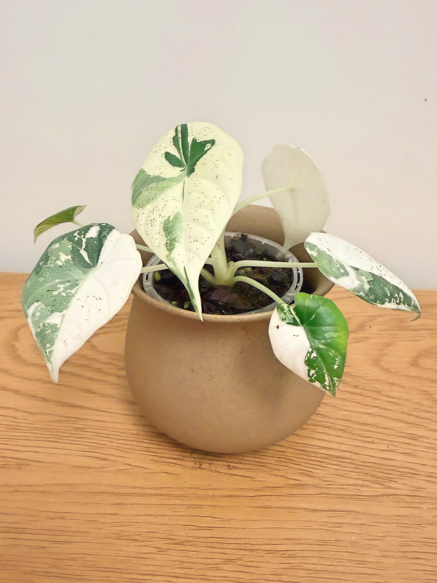 Alocasia Maharani Variegated (A)