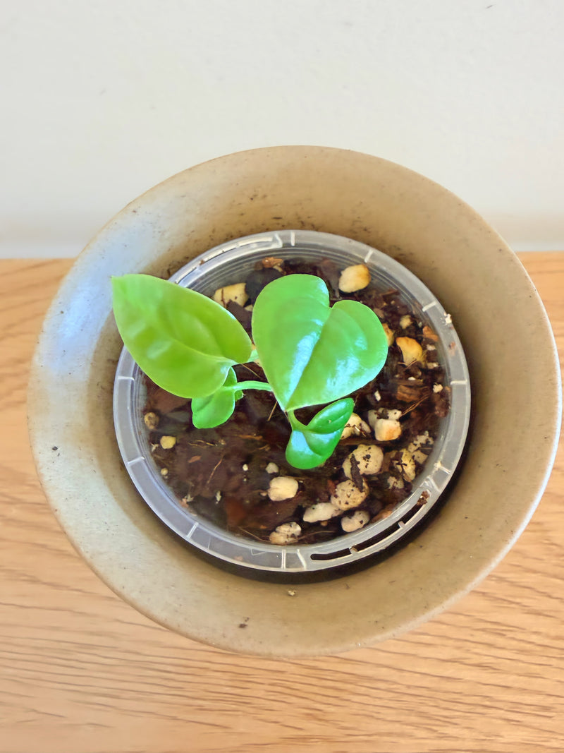 Anthurium Reflexinervium